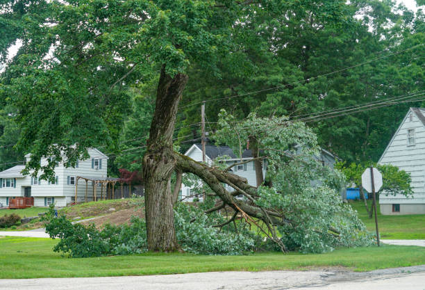 Best Tree Preservation Services  in Hilltop, MN